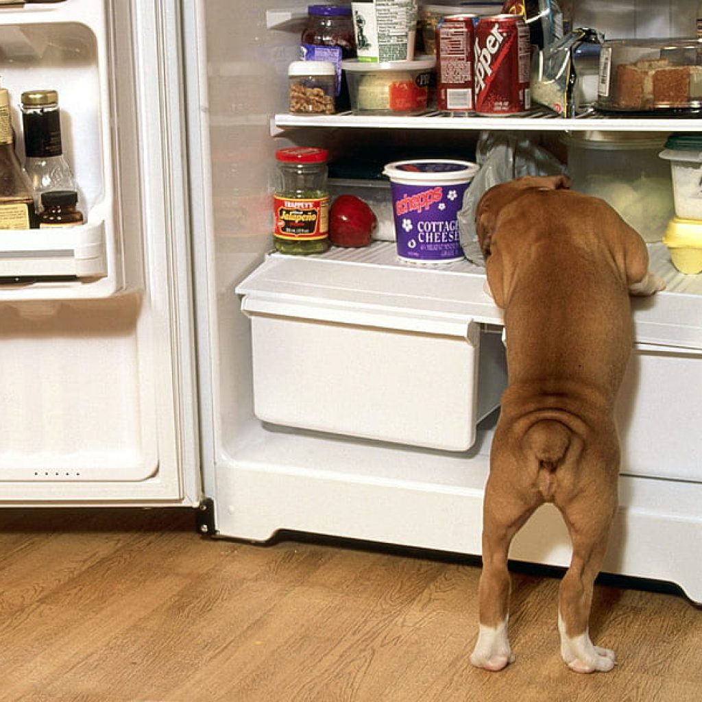 boxer dog in refrigerator